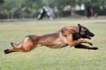 Belgian Malinois Dogs