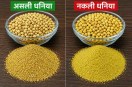 धनिया में मिलावट, प्रतिकात्मक फोटो (Photo Source: AI Image)