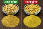 धनिया में मिलावट, प्रतिकात्मक फोटो (Photo Source: AI Image)