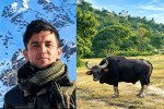 pachmarhi army jawan death bison behaviour wildlife-human conflict forest department