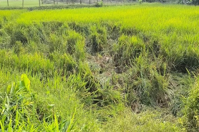 Elephants broken house in Udaypur Area