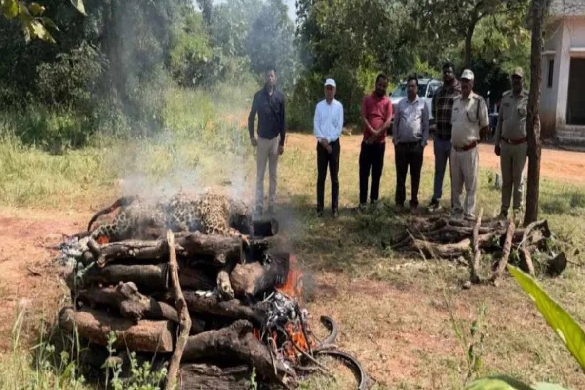 Panna Female Leopard Found Dead