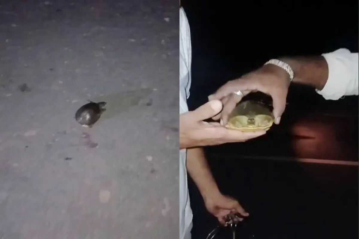 Panna Turtle Rescue