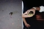 Panna Turtle Rescue