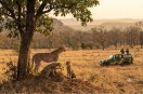 Project Cheetah MP India