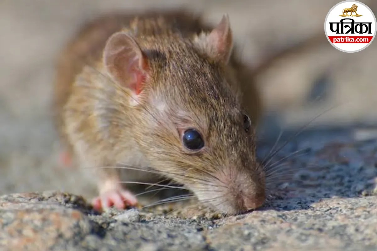 Rat bite fever symptoms and causes, Streptobacillus moniliformis infection CDC, Rat bite fever vs Haverhill fever,