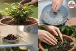 Used Tea Leaves, Reuse Tea Leaves