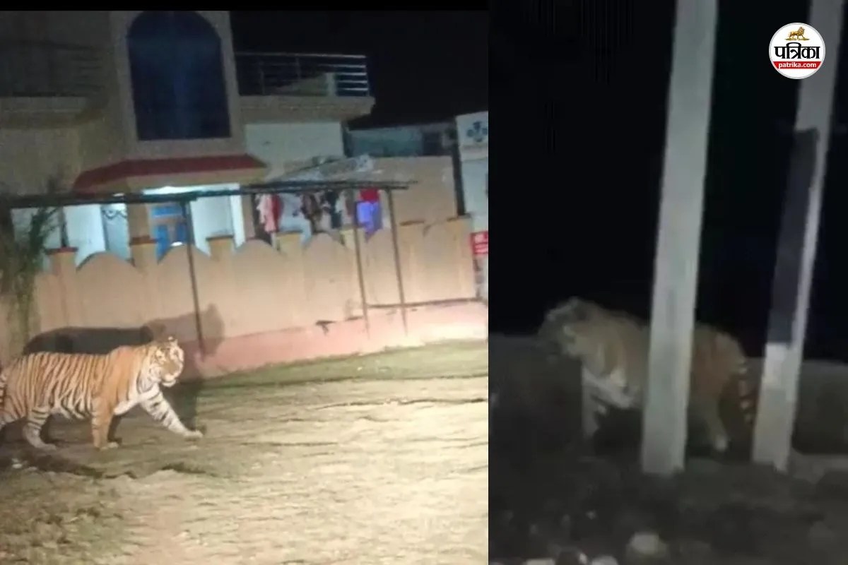Sariska Tiger