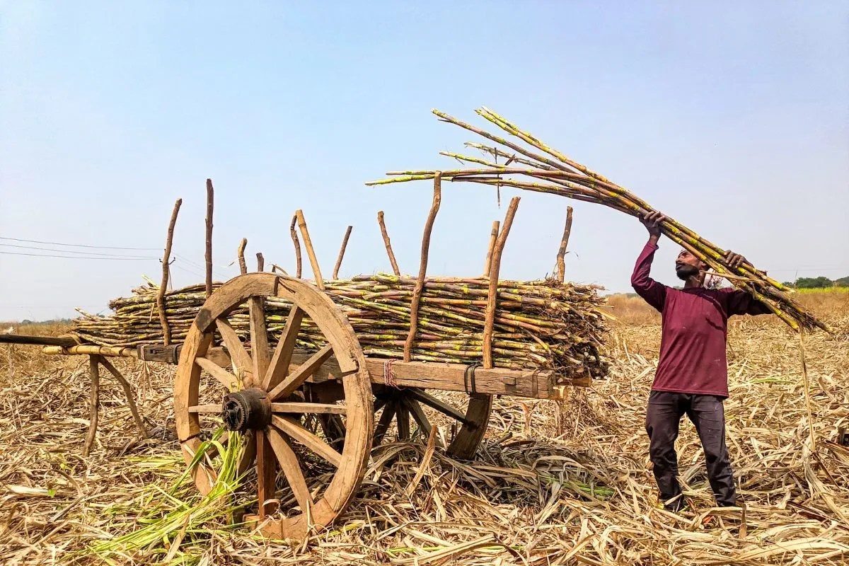 गन्ना किसानों को उचित दाम दिलाने की तैयारी, केंद्र सरकार ने बनाई समिति, MSP पर भी होगी समीक्षा