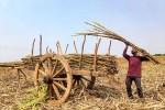 Sugarcane Farmers
