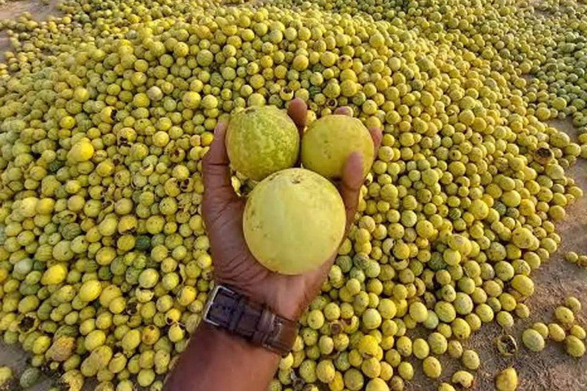Tumba Farming Rajasthan