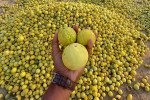 Tumba Farming Rajasthan