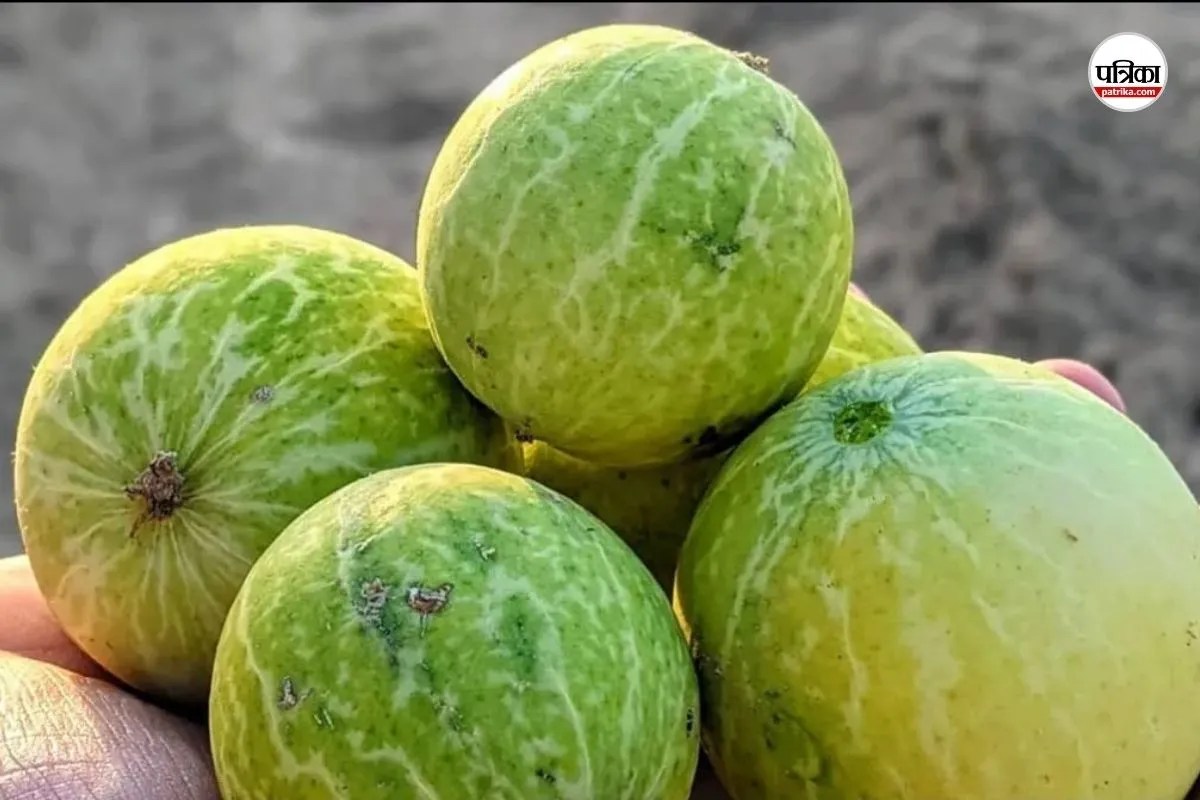 राजस्थान के किसानों की कमाई बढ़ा सकता है जंगली तुम्बा, कम पानी और गर्मी में भी उगने की क्षमता