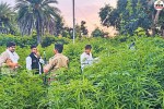 Udaipur cannabis bust