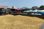 Weather takes a toll on soybean crops in Bina: Yields ranging from 2 to 4 quintals per acre.
