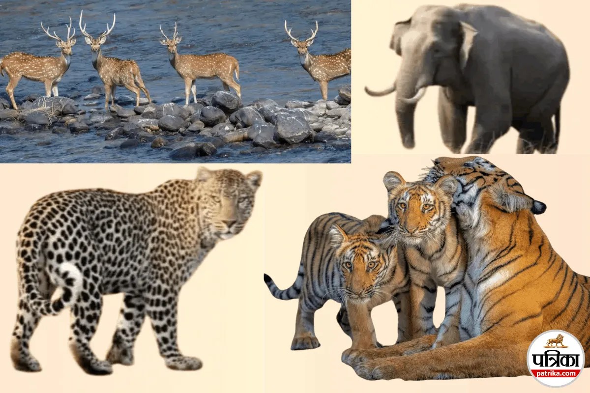 India Safari, Wildlife Safari