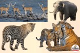 India Safari, Wildlife Safari