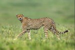 cheetah