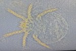 chigar mite