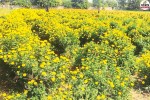 chittorgarh marigold farming