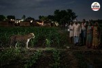 amroha chubka village leopard sighting