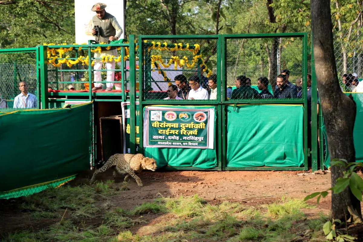 CM Mohan Yadav Release Cheetah