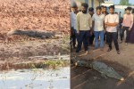 Crocodile Rescue