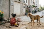 Stray Dog Attack