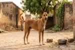 dog problem
