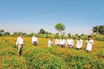 Chhattisgarh Flower Farming
