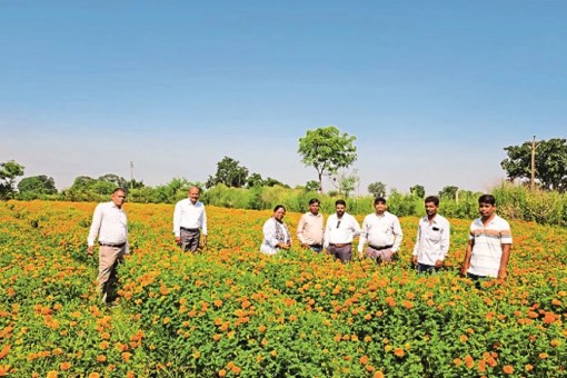 Chhattisgarh Flower Farming