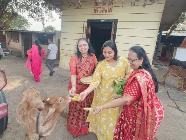गायों को रोटी और गुड़ खिलाकर गोसेवा करती प्रवासी महिलाएं।
