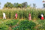 ground report crops ready for harvest