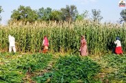 ground report crops ready for harvest