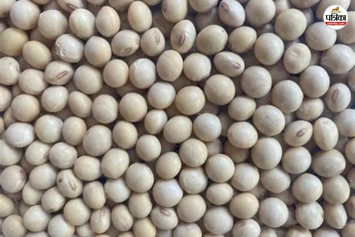 guar gum seed price hike today