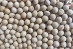 guar gum seed price hike today