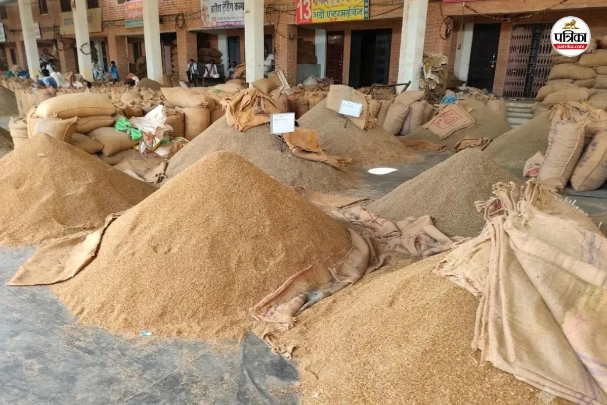 jodhpur guar rate hike rajasthan farmers happy production decreased fear