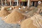 jodhpur guar rate hike rajasthan farmers happy production decreased fear
