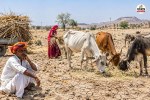 rajasthan jodhpur 8 tehsils drought fodder crisis for animals