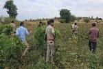 khargone ganja