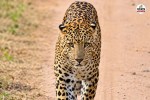 jaipur jhalana reserve leopard rana missing wildlife lover tourists worried