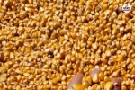 rajasthan ethanol companies maize huge demand big jump in prices