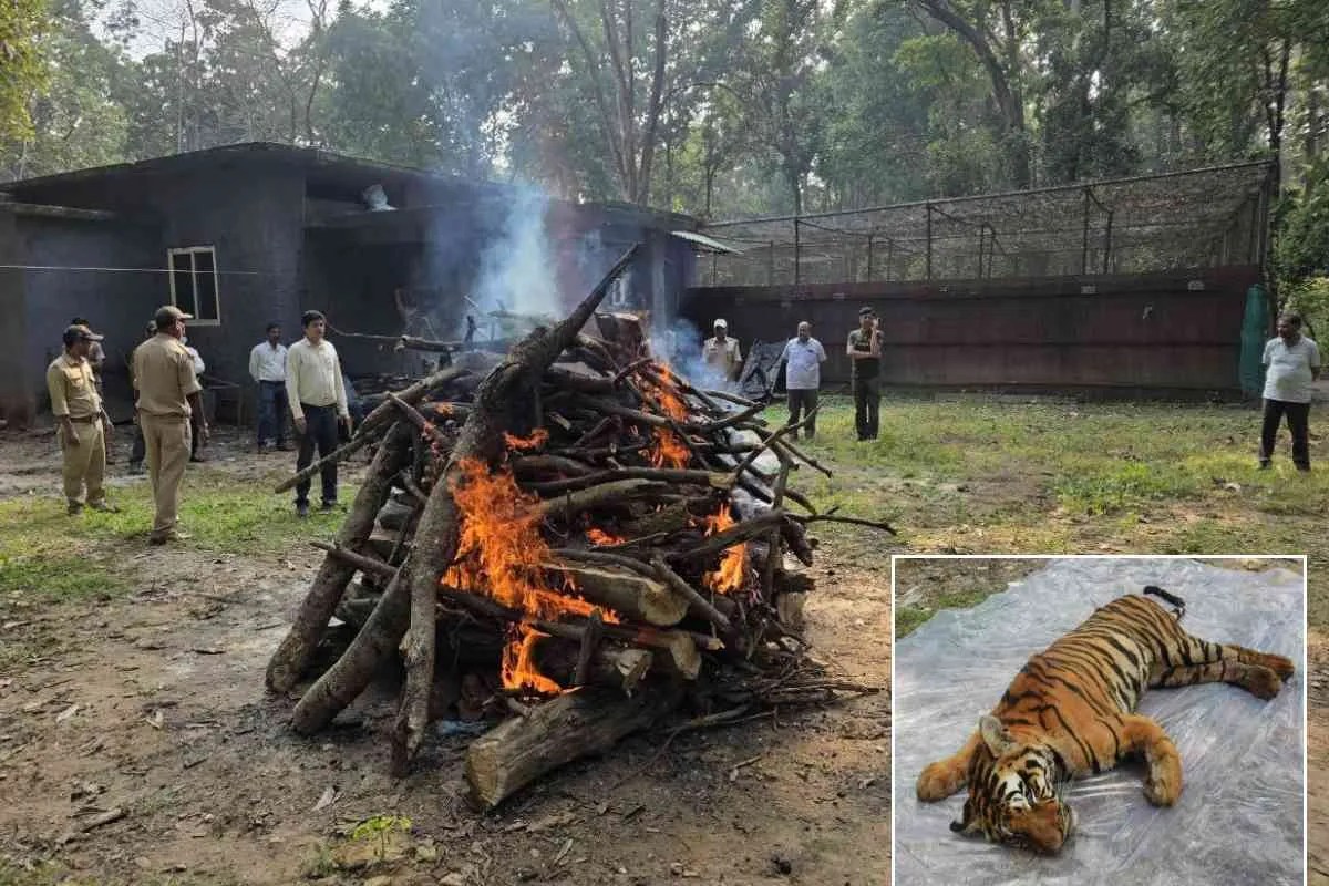 mandla tiger death