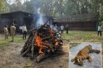 mandla tiger death