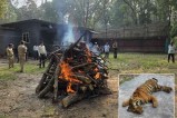 mandla tiger death