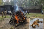 mandla tiger death