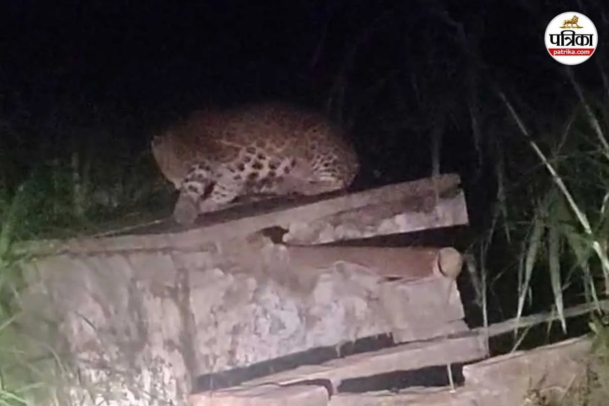 moradabad chhajlet ramnagar leopard sighting