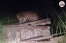 moradabad chhajlet ramnagar leopard sighting