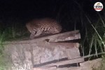 moradabad chhajlet ramnagar leopard sighting