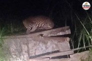 moradabad chhajlet ramnagar leopard sighting